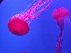 -海合安天津极地海洋公园