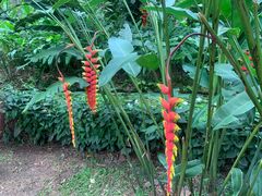 -中国科学院西双版纳热带植物园