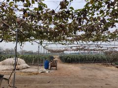 -尚果生态采摘园