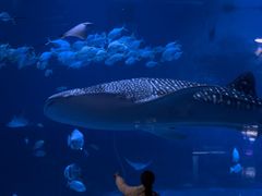 -烟台海昌鲸鲨海洋公园