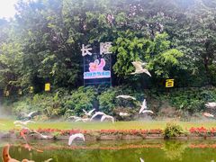 -广州长隆飞鸟乐园