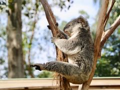 -费瑟代尔野生动物园