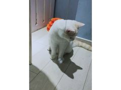 -喵的天空名猫咖啡馆·撸猫·猫舍·用品