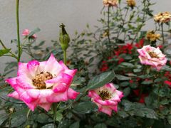 -人民公园(罗湖区)