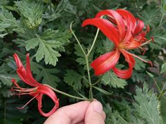 -大觉寺-停车场