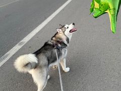 -宠福鑫康馨动物医院·骨科·眼科