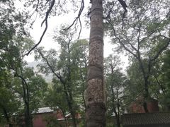-北京上方山国家森林公园