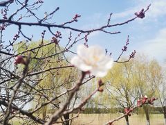 -重元寺香积厨素斋馆