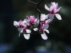-温州永嘉书院