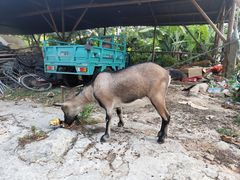 -陈岱后山窑鸡店
