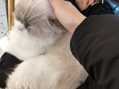 -喵喵咪呀布偶猫咖(春熙路店)