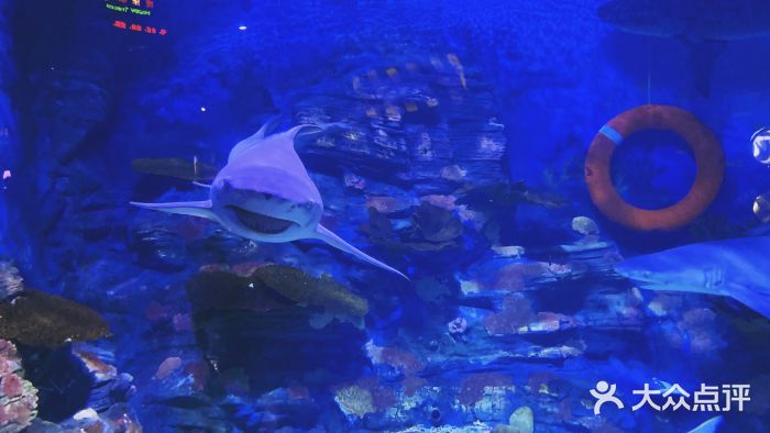 烟台海昌鲸鲨海洋公园图片