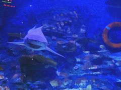 -烟台海昌鲸鲨海洋公园