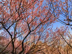 -南京古林公园