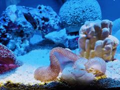 -上海海洋水族馆