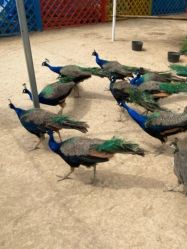 -萌宠亲子动物乐园(槐房万达店)