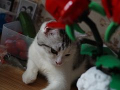 -lincat·猫舍(广州店)