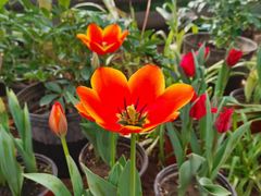 -南宫五洲植物乐园