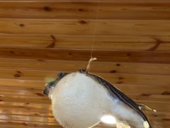 -天正河鲀·河豚亭(大连店)