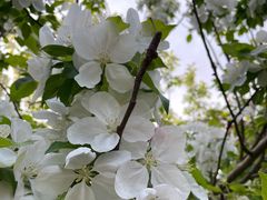 -海棠花溪(元大都城垣遗址公园)