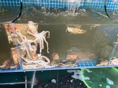 -东海章鱼馆(恒瑞街店)
