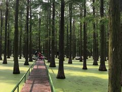 -渌洋湖湿地公园