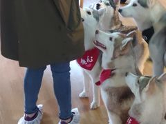 -Husky Go! 哈士奇体验馆·宠物咖啡厅狗咖