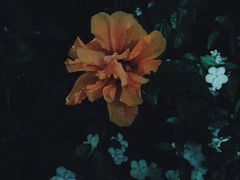 -九龙公园