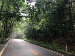 -铁山坪森林公园