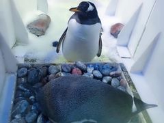 -芜湖新华联大白鲸海洋公园