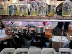 -中环花鸟鱼虫市场