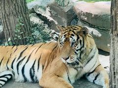 -北京野生动物园