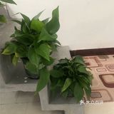 光触媒治甲醛技术的优点