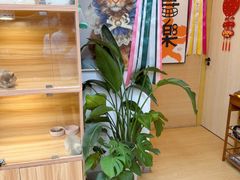 -猫十亿·布偶金渐层·曼基康矮脚猫舍(青年路店)