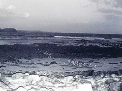-企鹅岛