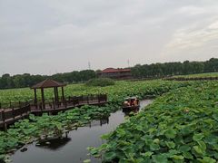 -荷塘月色湿地公园·向阳花洲