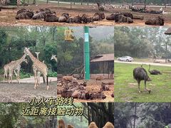 -广州长隆野生动物世界