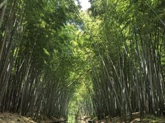 -同里国家湿地公园
