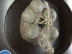 -诸城市恐龙博物馆