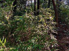 -铁山坪森林公园