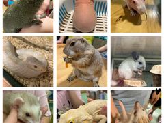 -藦茜花园宠物主题亲子互动体验馆(国顺东路店)