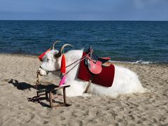 -青海湖国家重点风景名胜区