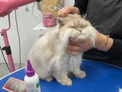 -瑞鹏宠物医院犬猫全科(真大分院)