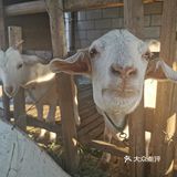 崇明九月份猕猴桃采摘
