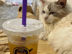 -楼上猫咖(罗湖店)