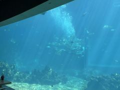 -海棠湾洲际-涛·海底餐厅·美人鱼·自助餐·海底隧道