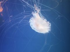-广州海洋馆