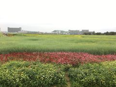 -光明小镇欢乐田园