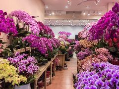-双季花艺园艺市场(浦东店)
