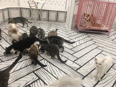 -白夜2D咖啡馆